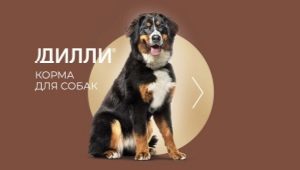 Dilly dog ​​food