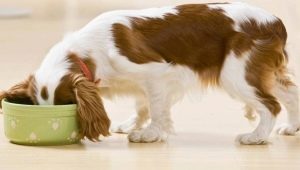 ROYAL CANIN Wet Dog Food Features and Review