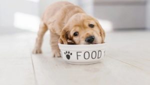 Features of Purina Dog Chow puppy food