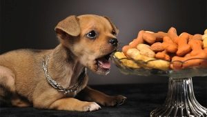 Variety of food for Farmina puppies