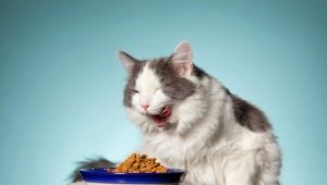 All about All Cats for cats and cats
