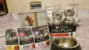 All about Purina food for kittens