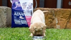 All About Advance Dog Food