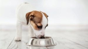 All About ROYAL CANIN Small Breed Dog Food