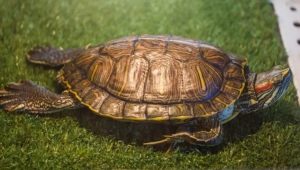 All about molting in red-eared turtles