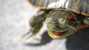 All about hibernation in red-eared turtles