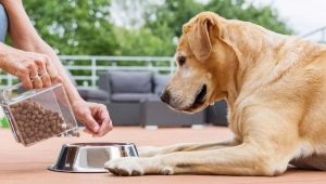 All about Purina Pro Plan dry food for dogs