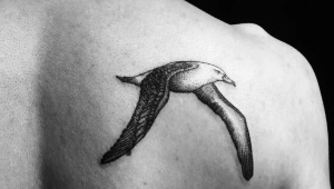 All about the Seagull tattoo