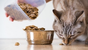 Choosing a holistic cat food