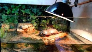 Choosing a lamp for red-eared turtles