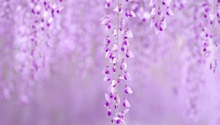 What does lilac mean in psychology?