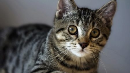 American Wirehair 고양이 : 품종의 특징