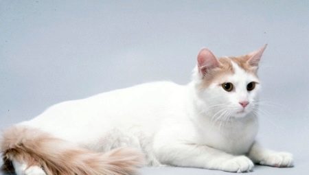 Anatolian cats: description of the breed, features of the content