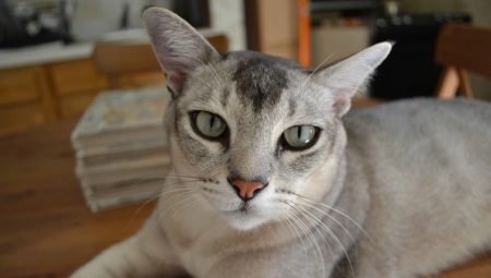 Asian cat: description and nature of the breed, its content