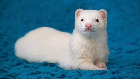 Ferrets: description and care tips