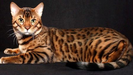 Bengal cat: features of the breed and character