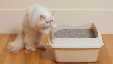 Bentonite litters for cat litter: pros, cons and choices
