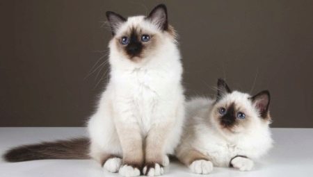버마 고양이 : 기능, 선택 및 관리
