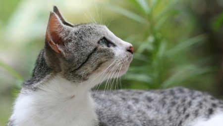 Brazilian shorthair cat: description of the breed and features of the content