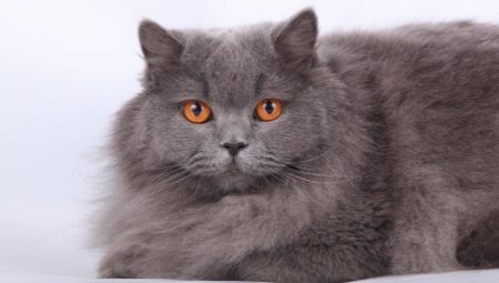 British Longhair cat: description, conditions of keeping and feeding features