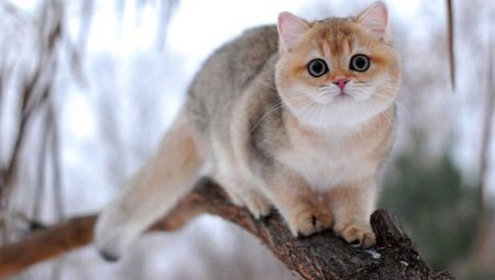 British chinchilla: color options for cats, character and content