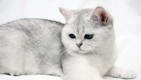 British shorthair cats: breed features, color variations and keeping rules