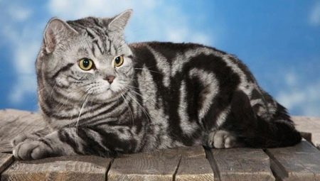 British tabby cats: varieties and content