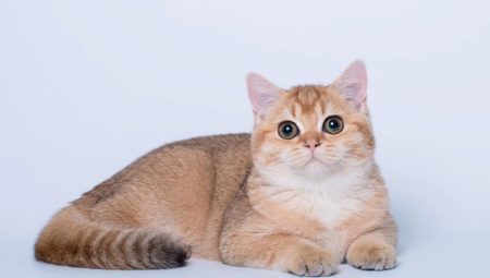 Chats dorés britanniques: caractéristiques de couleur et description de la race