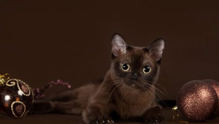 Burmese cat personality