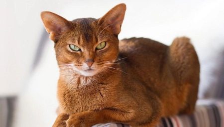 What and how to feed Abyssinian cats and cats?