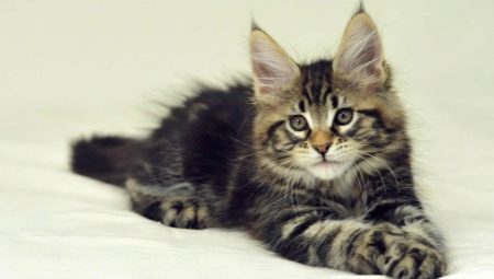 How and how to feed a Maine Coon kitten?