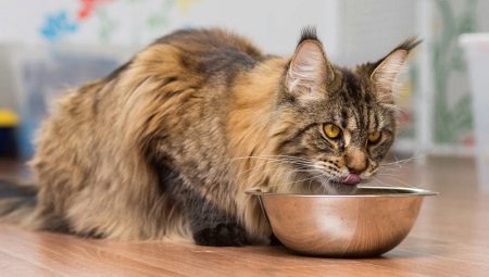 What and how to feed Maine Coons properly?