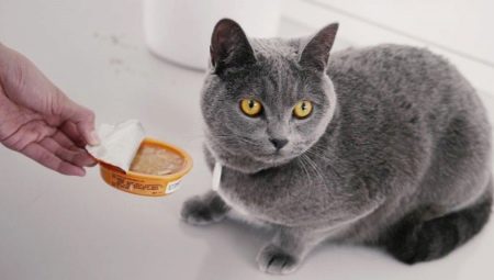 Comment nourrir les chats britanniques ?