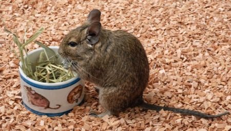 What to feed the degus with?