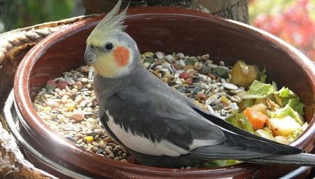 How to feed the cockatiel?