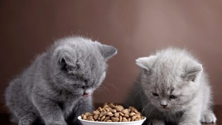 How to feed British kittens?