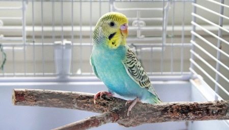 What to feed the budgerigar?