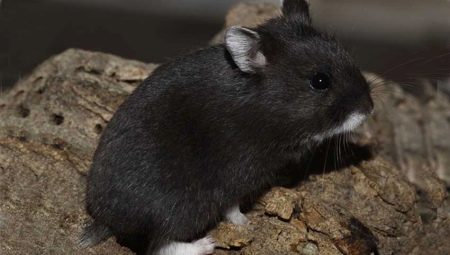 Black hamsters: breeds and their characteristics