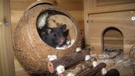 A house for a rat: how to choose and do it yourself?