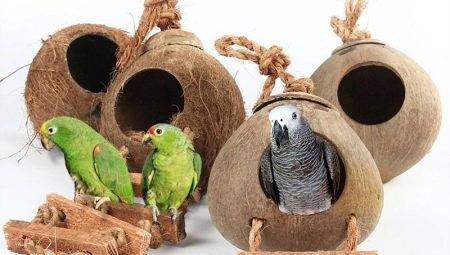 House and nest for parrots: features of choice, requirements, manufacturing rules