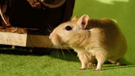 Domestic rodents: description, types and rules of keeping