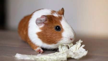 House for guinea pig: types and selection rules