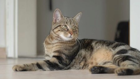 European cats: characteristics, choice and care rules