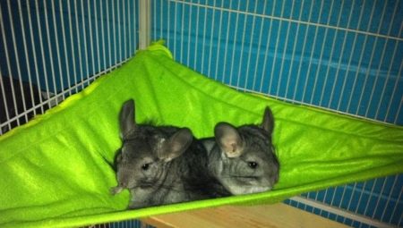 Chinchilla hammock: how to choose and do it yourself?