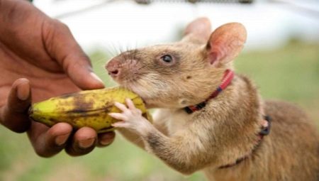 Gambian rat: description and maintenance at home