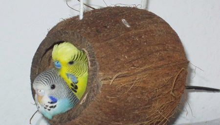 Budgerigar nest: selection features and manufacturing rules