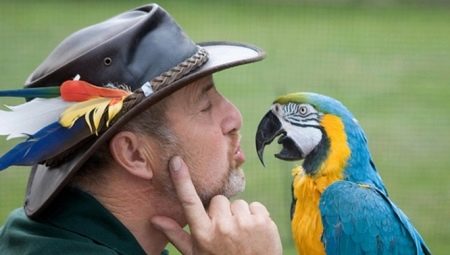 Talking Parrots: Species Descriptions and Training Tips