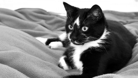 Names for cats and black and white cats