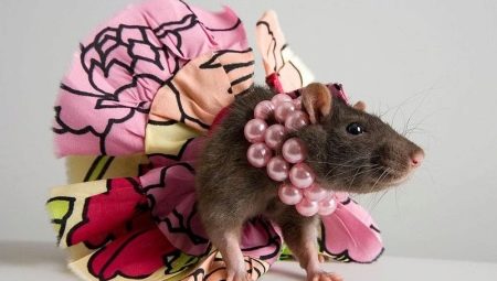 Names for rat girls