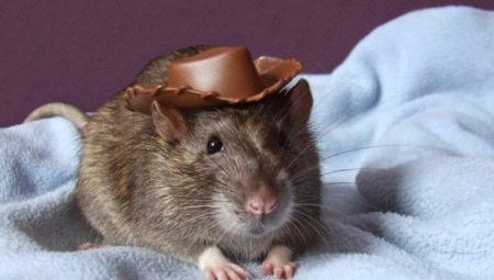 Names for boy rats